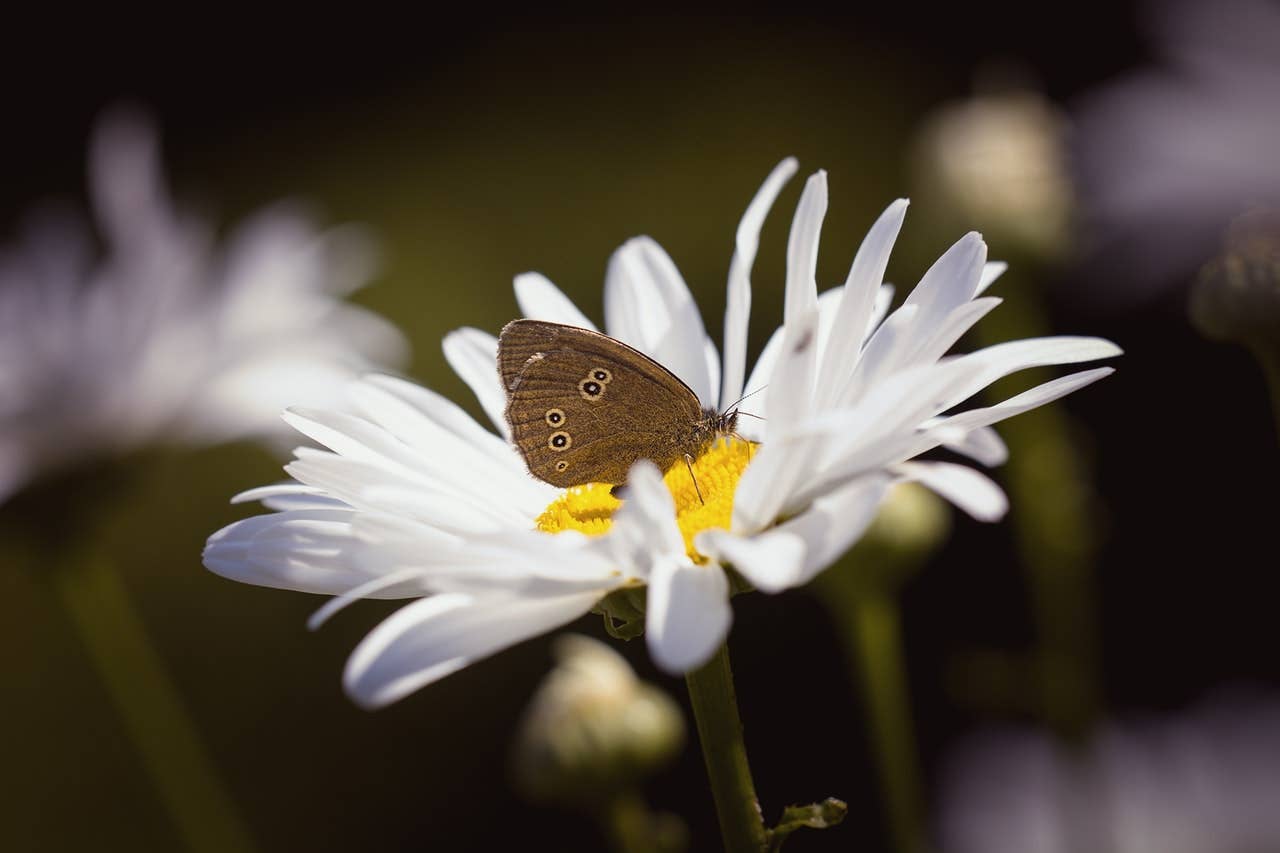 Seedball Wildflower Grab Bags - Butterfly Mix