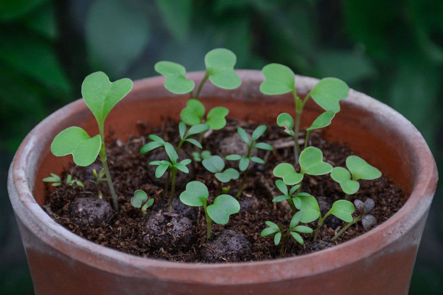 Herb Mix Seedball Tin