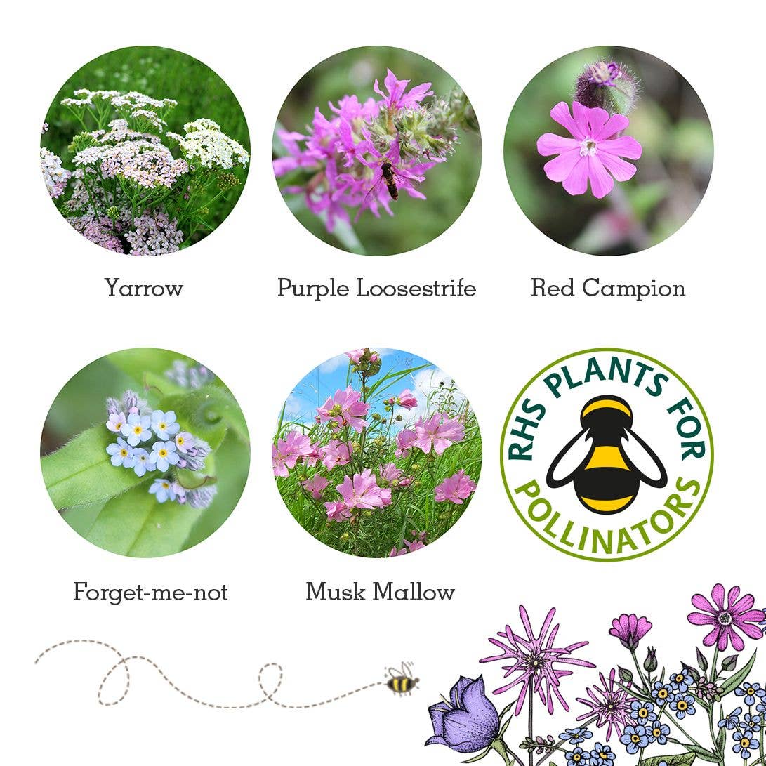 Seedball Wildflower Grab Bags - Butterfly Mix