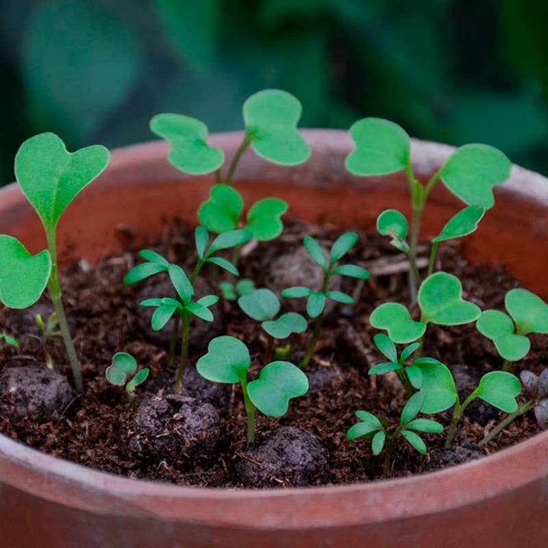Seedball Wildflower Grab Bags - Wildlife Mix