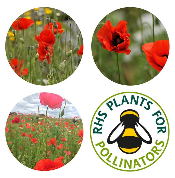 Poppy Seedball Tin
