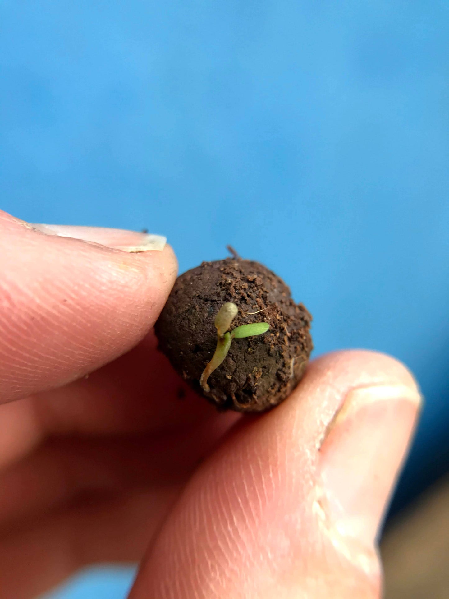 Mini Seedball Tins #Savethebees: Mauve