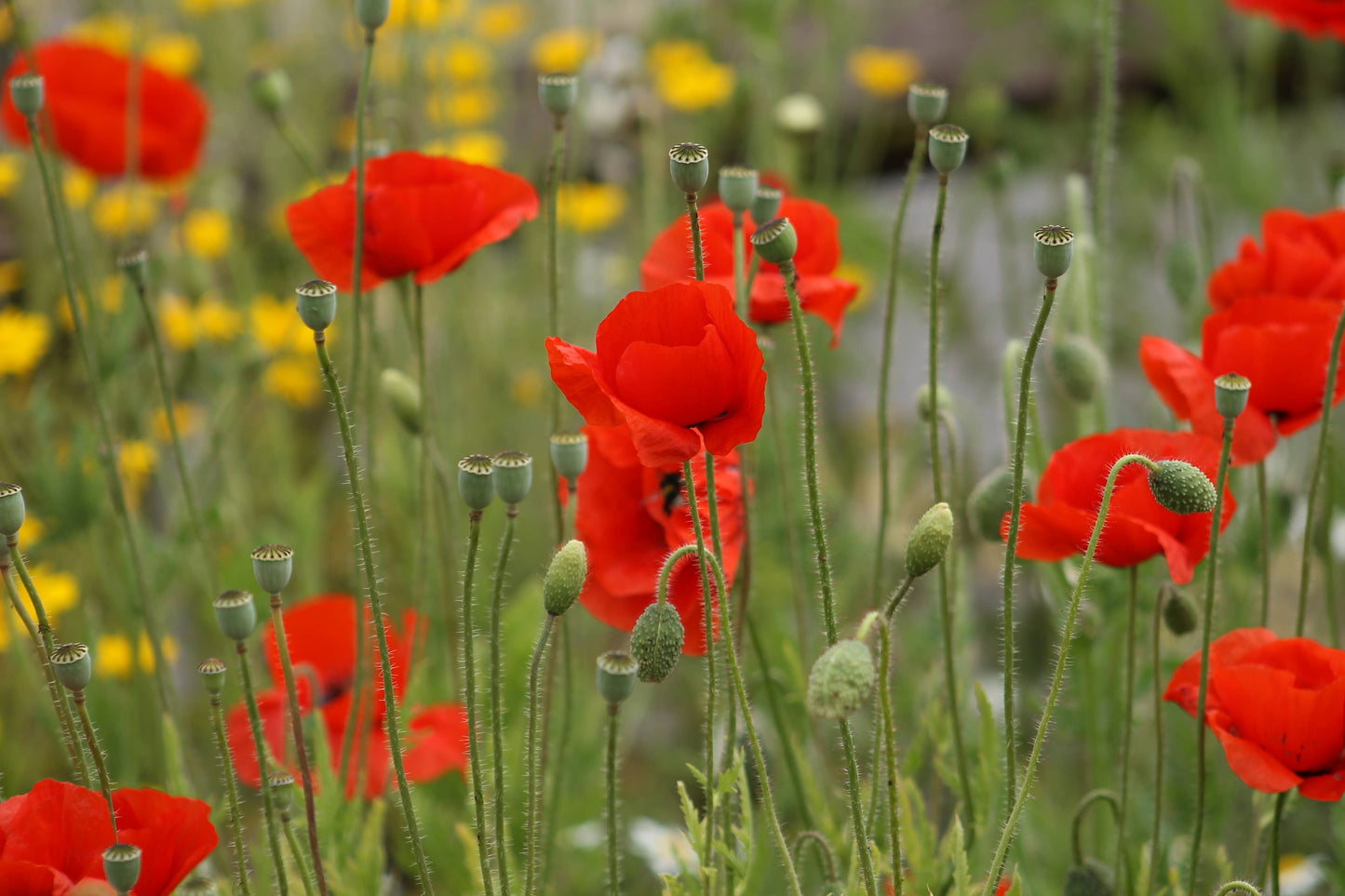 Poppy Seedball Tin