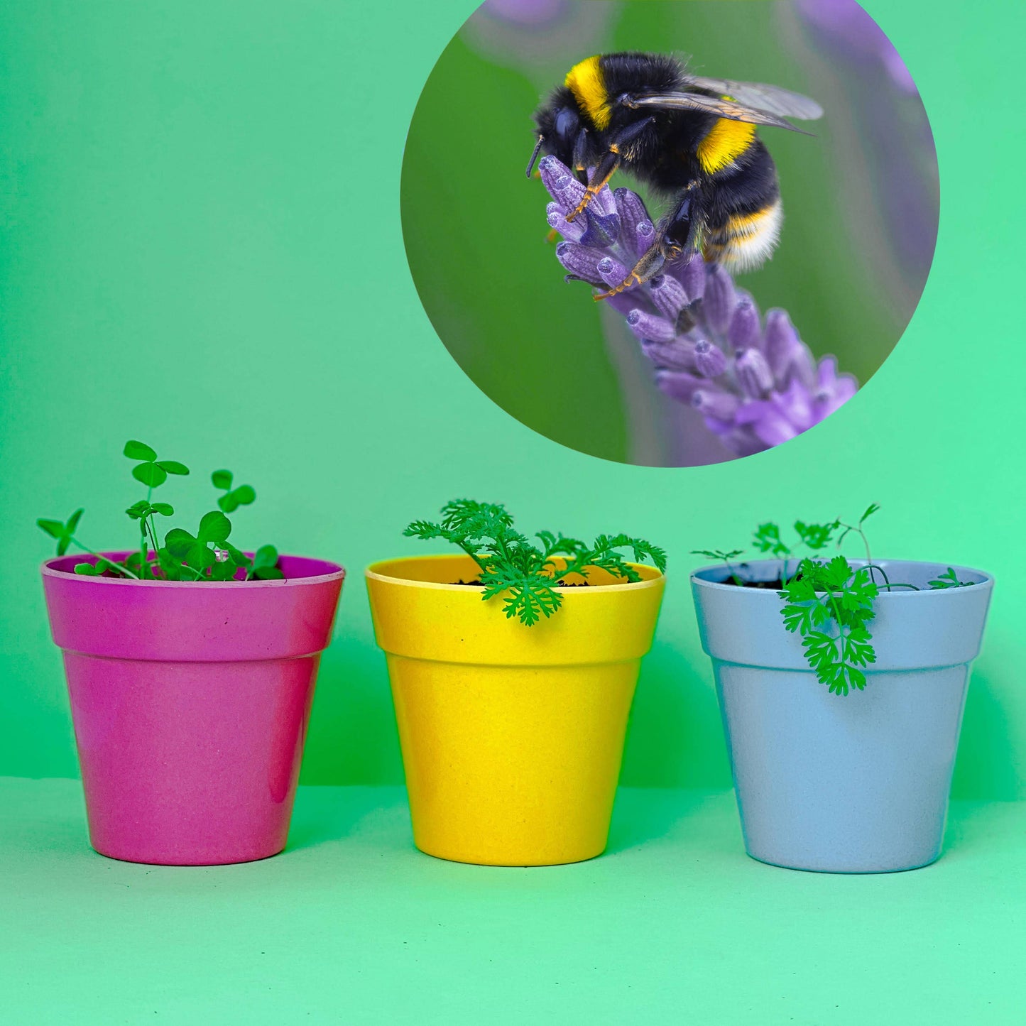 Seedball Wildflower Grab Bags - Wildlife Mix