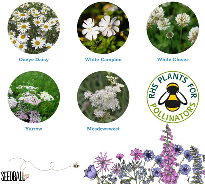 Cloud Meadow Seedball Tin