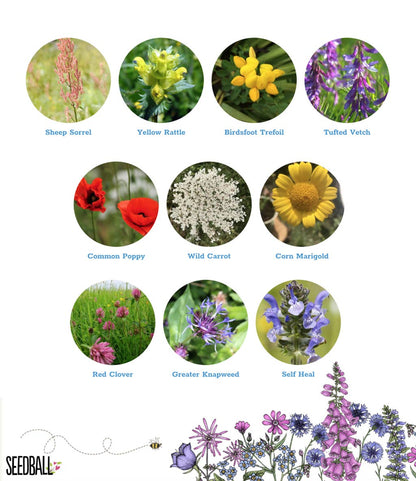 Seedball Wildflower Grab Bags - Wildlife Mix