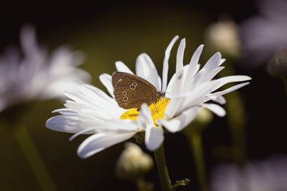 Seedball Wildflower Grab Bags - Butterfly Mix