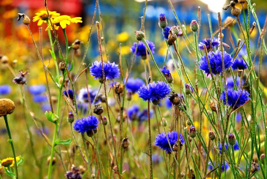 Cornflower Seedball Tin