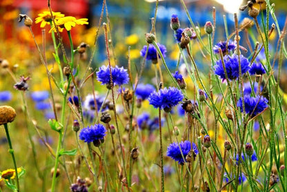 Cornflower Seedball Tin