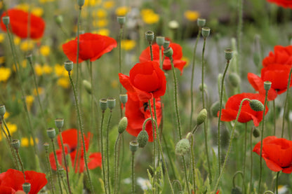 Poppy Seedball Tin